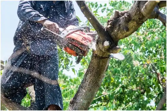 tree services Burns Flat